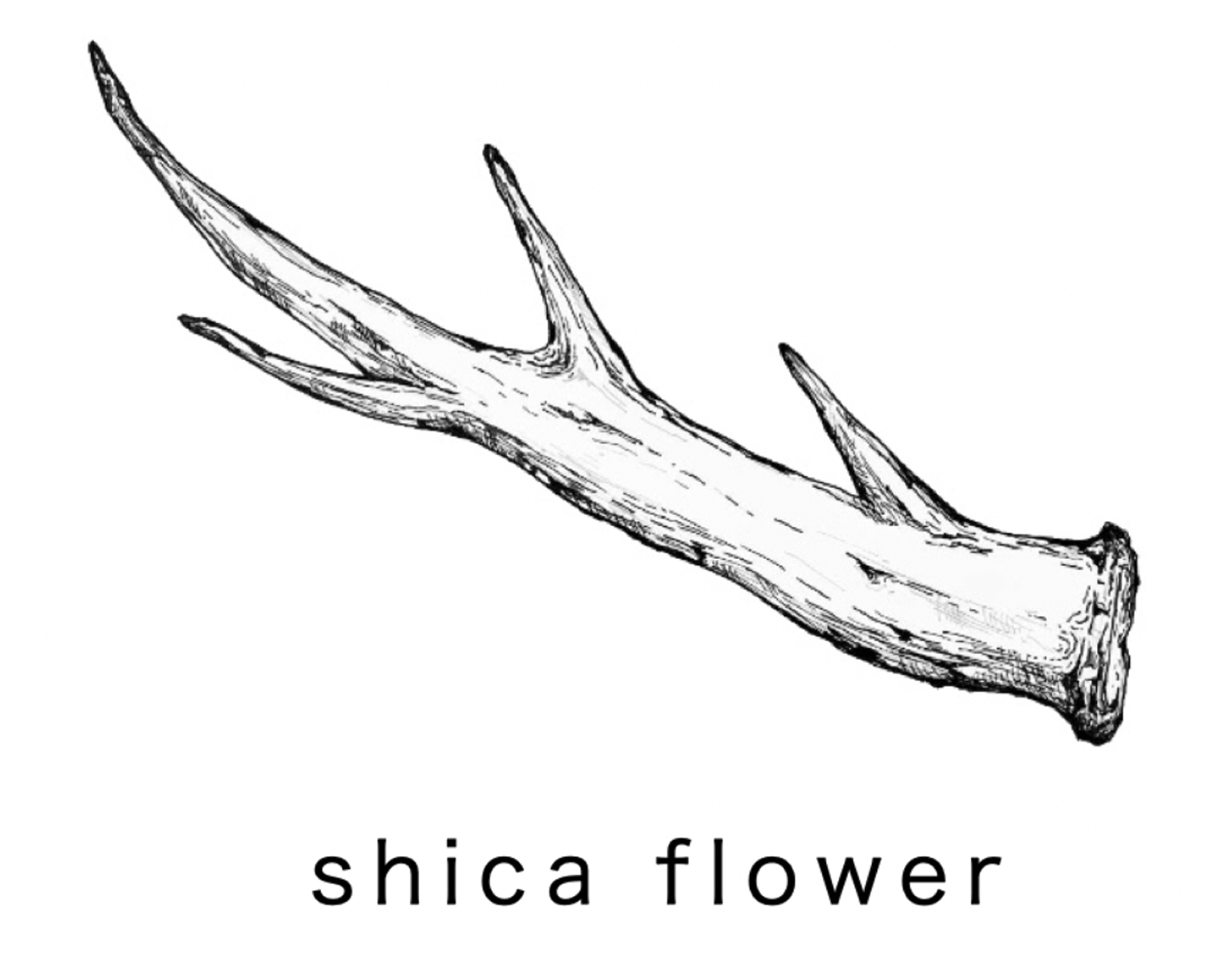 shicaflower